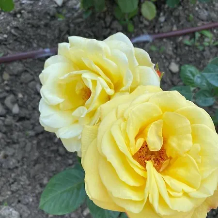 Sea View On The Sunny Sweti Wlas