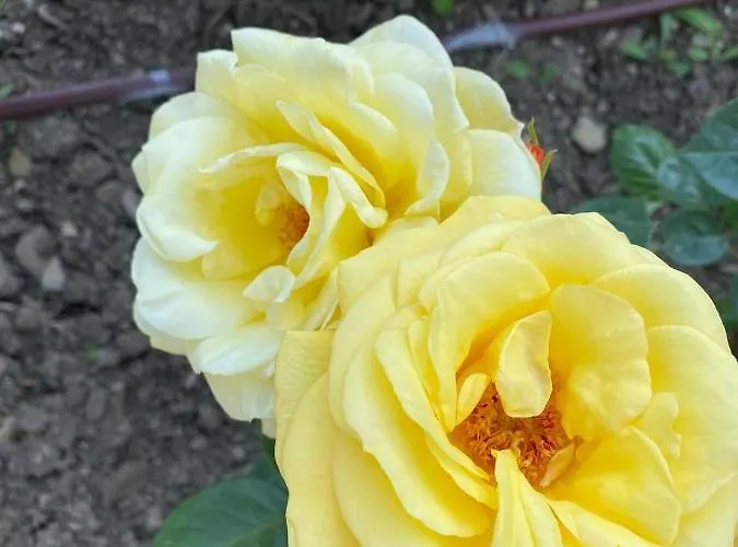 Sea View On The Sunny Свети Влас